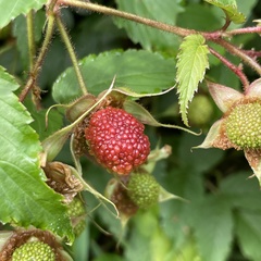 Rubus okinawensis