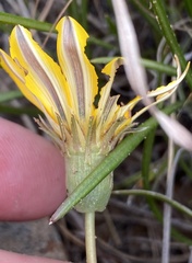 Gazania linearis linearis