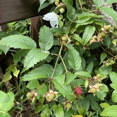 Rubus okinawensis