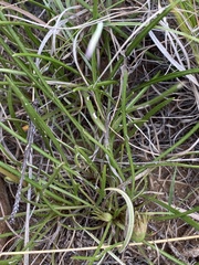 Gazania linearis linearis