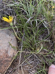 Gazania linearis linearis