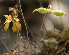 Bulbophyllum proudlockii