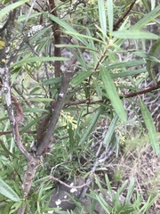 Ornithostaphylos oppositifolia