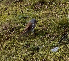 Turdus pilaris