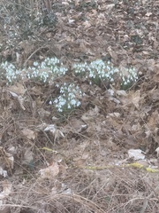 Galanthus nivalis