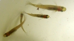 Gambusia holbrooki