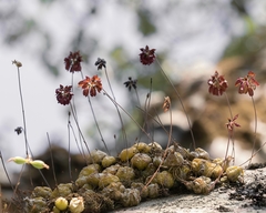 Bulbophyllum proudlockii