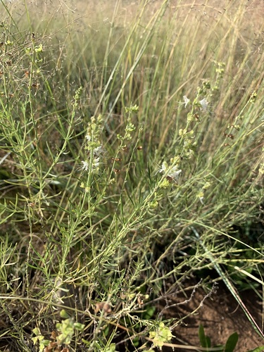 Ocimum angustifolium (Ocimum angustifolium)