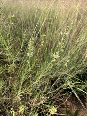 Ocimum angustifolium