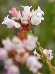 Erica articularis