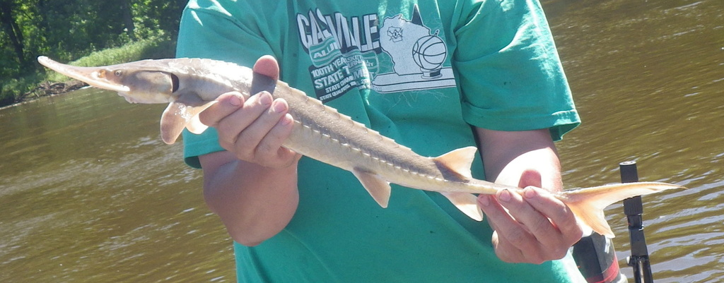 Photo of a Shovelnose Sturgeon