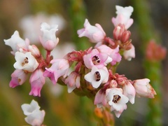 Erica articularis