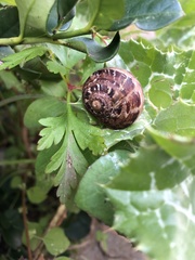 Cornu aspersum