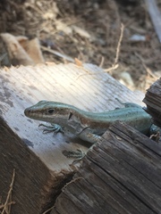 Anatololacerta pelasgiana