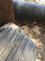 Anatololacerta pelasgiana