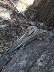 Anatololacerta pelasgiana