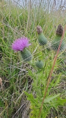 Cirsium vulgare