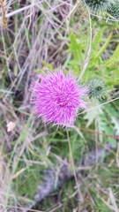 Cirsium vulgare