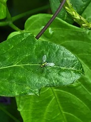 Chrysosoma leucopogon