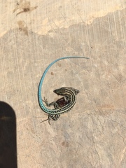 Anatololacerta pelasgiana