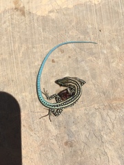 Anatololacerta pelasgiana