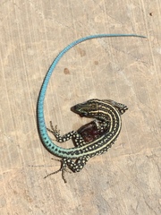 Anatololacerta pelasgiana