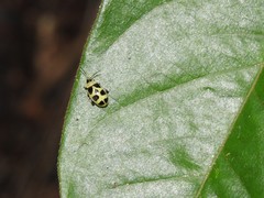 Walterianella propugnaculum