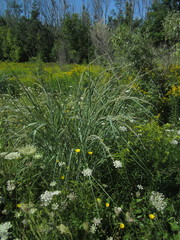 Panicum amarum amarulum