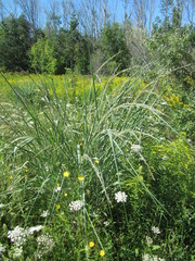 Panicum amarum amarulum