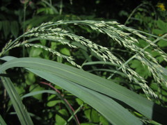 Panicum amarum amarulum