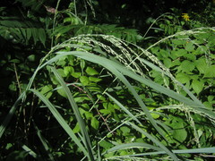 Panicum amarum amarulum