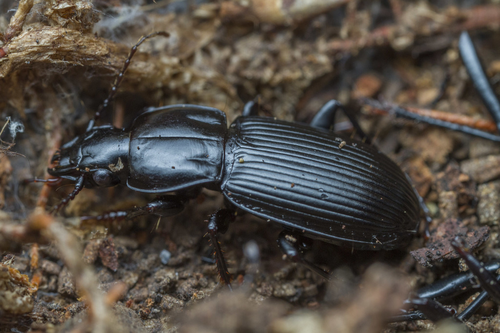 Hypherpes