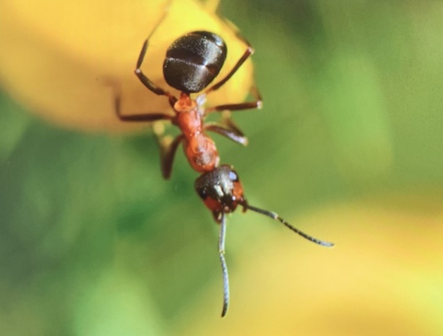 Formica polyctena × rufa