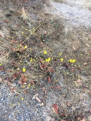 Hemizonia congesta lutescens