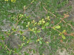 Terminalia molinetii
