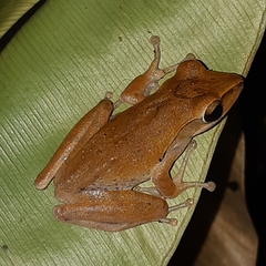 Polypedates leucomystax