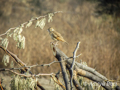 Mirafra erythroptera