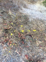 Hemizonia congesta lutescens