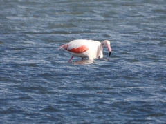 Phoenicopterus roseus
