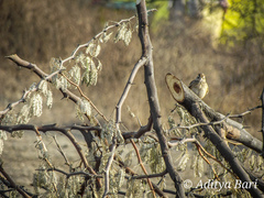 Mirafra erythroptera