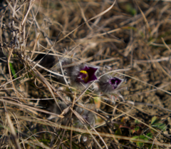 Pulsatilla grandis