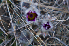 Pulsatilla grandis
