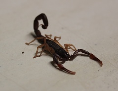 Centruroides gracilis