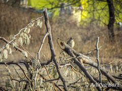 Mirafra erythroptera