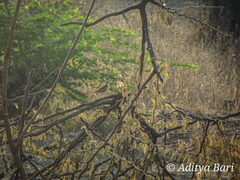 Mirafra erythroptera