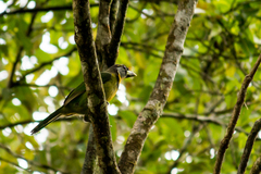 Psilopogon pyrolophus