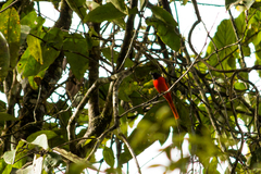Pericrocotus speciosus