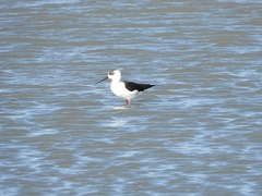 Himantopus himantopus