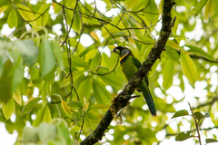 Psilopogon pyrolophus