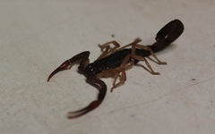 Centruroides gracilis